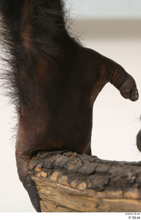 Chimpanzee Bonobo hand 0013.jpg